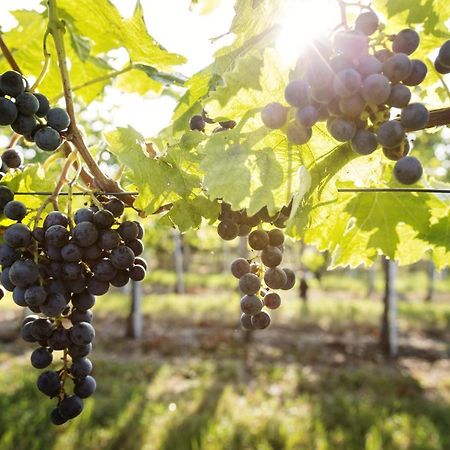 Weingut & Gaestezimmer Edelmann Göttlesbrunn Exteriér fotografie